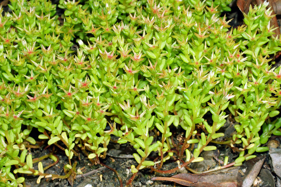 Sedum caespitosum / Borracina cespugliosa
